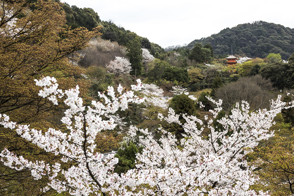 Sakura Season In Japan